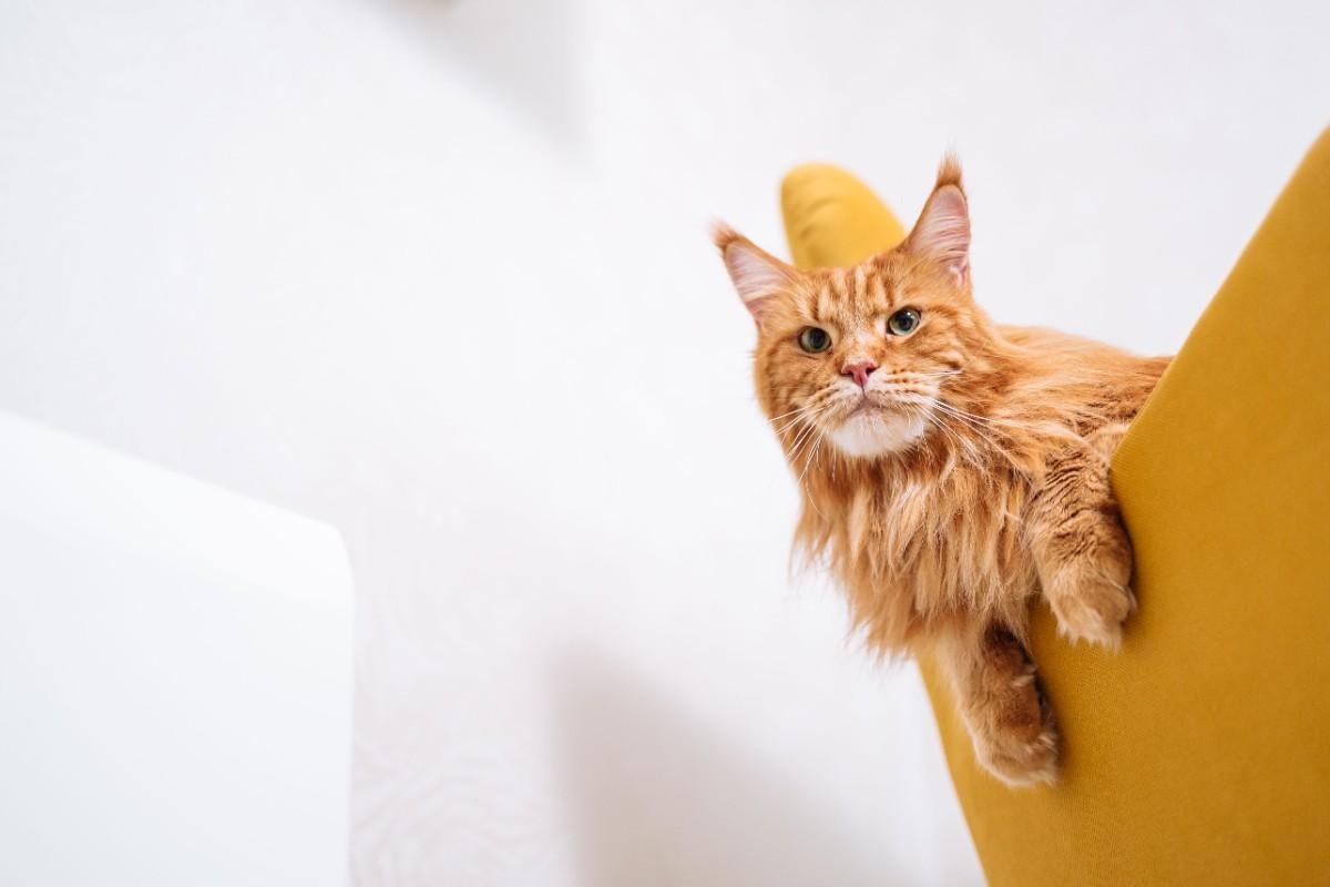 Are Maine Coon Cats Friendly