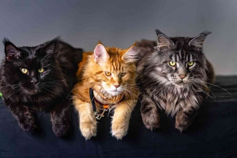 Are Maine Coon Cats Hypoallergenic? Facts Explained