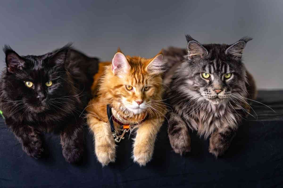Are Maine Coon Cats Hypoallergenic? Facts Explained