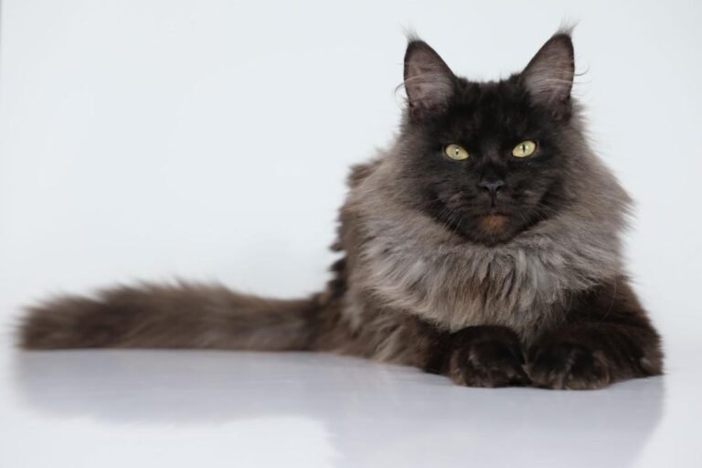 Black Maine Coon Cats: Types, Traits & Care Guide
