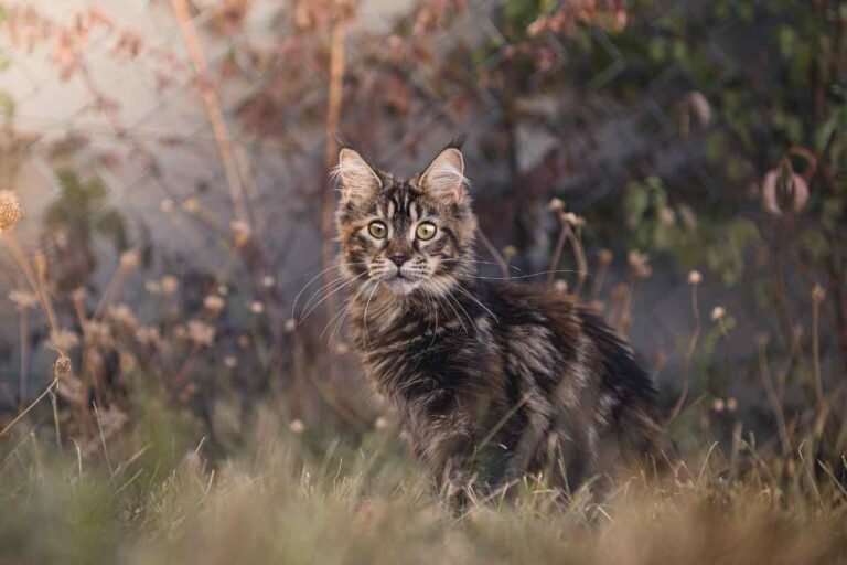 Buying a Maine Coon