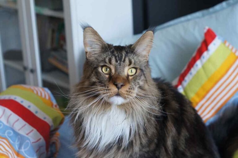 Buying a Maine Coon Cat: What You Need to Know
