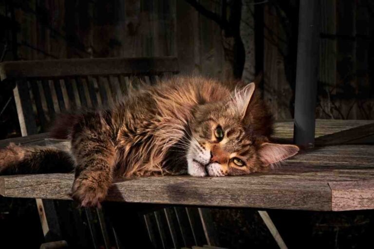 Common Maine Coon Health Problems Explained