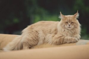 How Much Does a Maine Coon Cost? Complete Price Guide