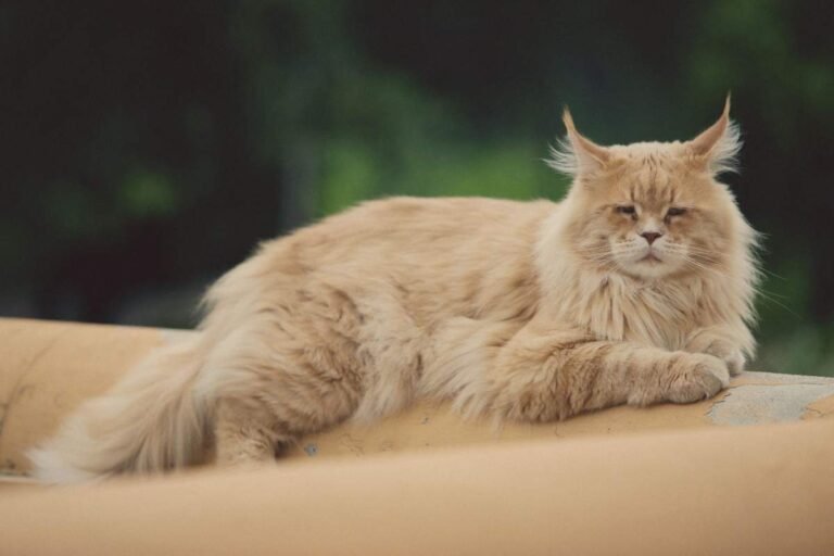 How Much Does a Maine Coon Cost? Complete Price Guide