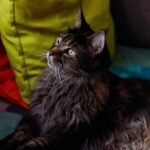 Maine Coon Cat Care