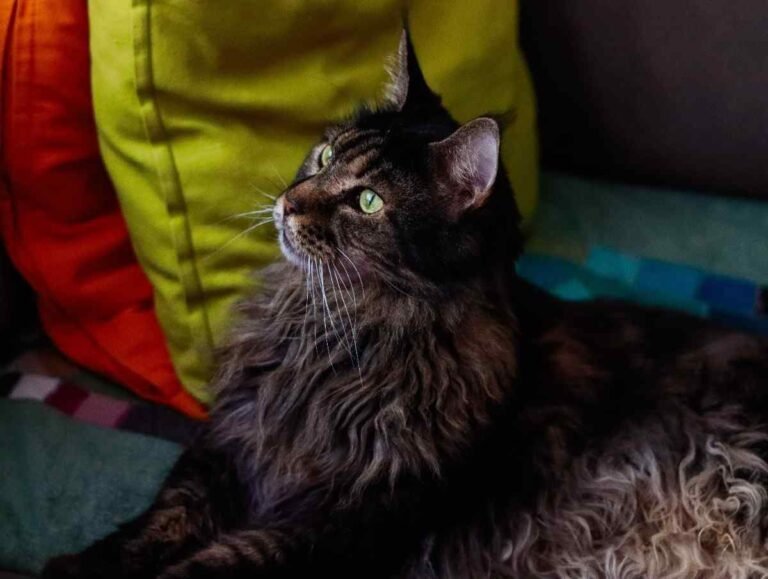 Maine Coon Cat Care