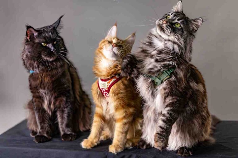 Maine Coon Colors: How to Choose the Right Kitten