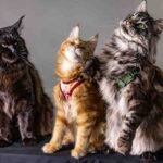 Maine Coon Size