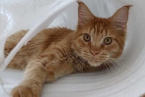 Orange Maine Coon Cats: Colors, Traits & Care Guide