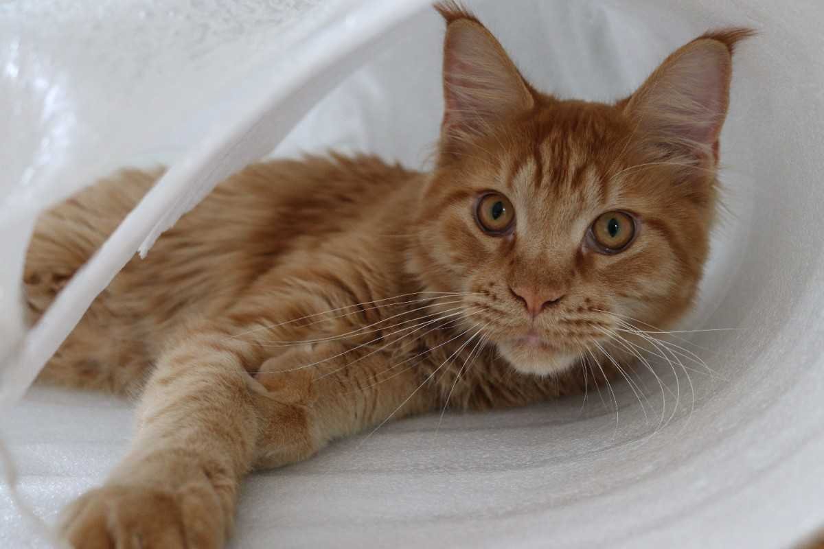 Orange Maine Coon Cats: Colors, Traits & Care Guide