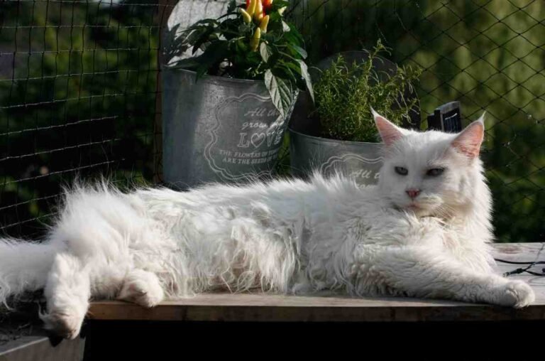White Maine Coon Cats