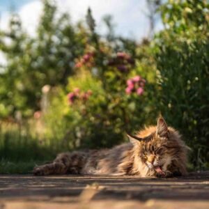 Do Maine Coon Cats Like Water?