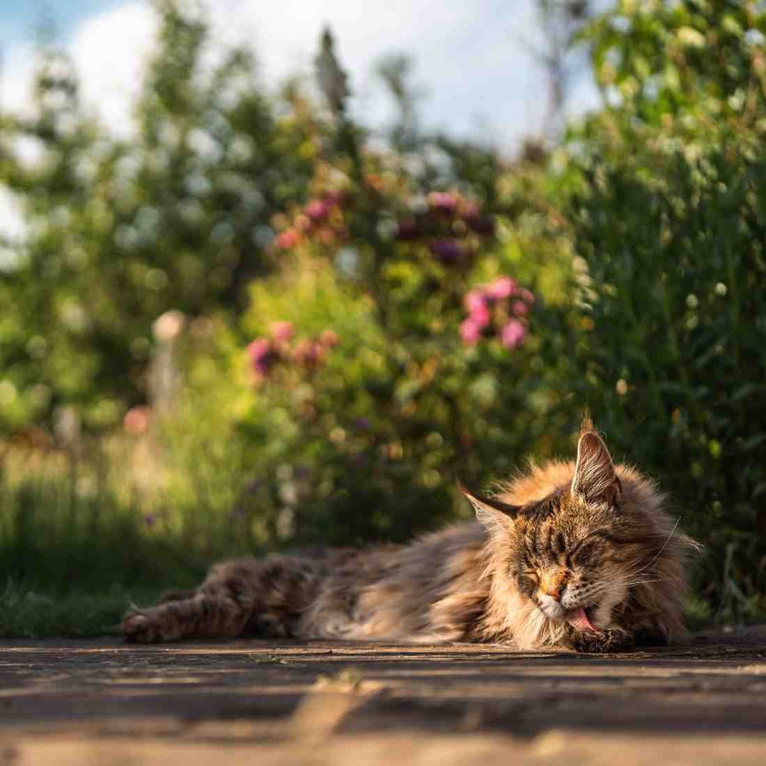 Do Maine Coon Cats Like Water?