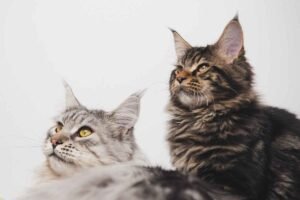 maine coon breeder