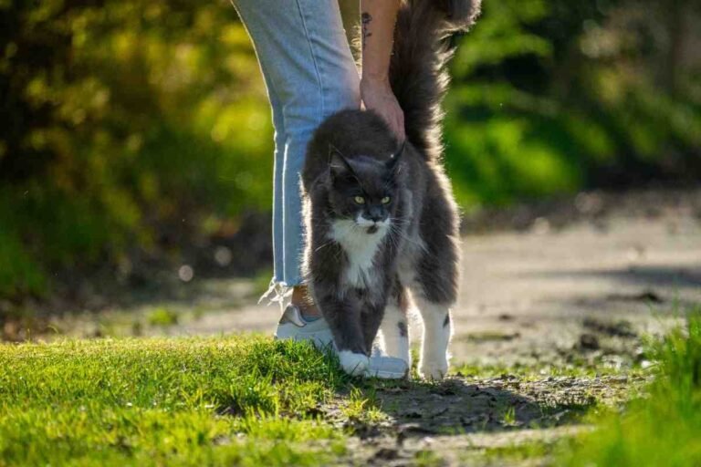 Are Maine Coon Cats Protective