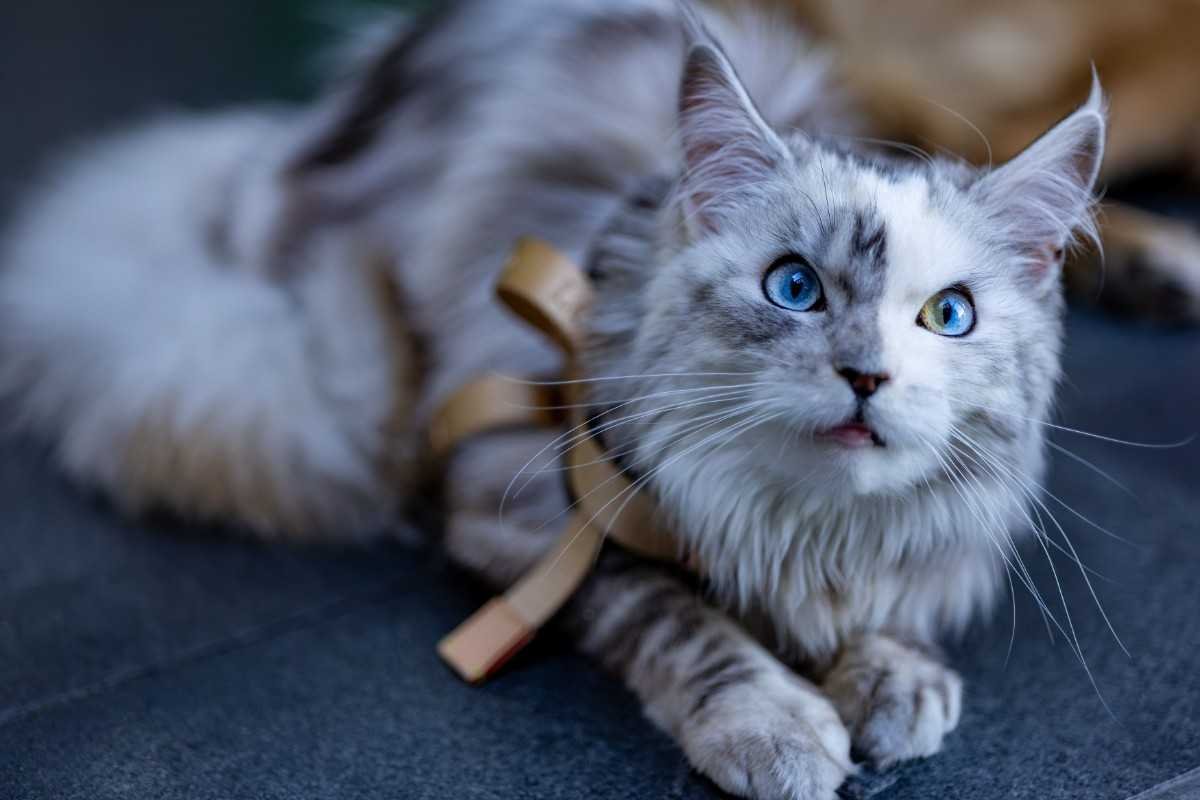 Blue Maine Coon Cats