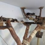 Do Maine Coons Get Along With Other Cats?