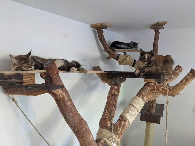 Do Maine Coons Get Along With Other Cats?