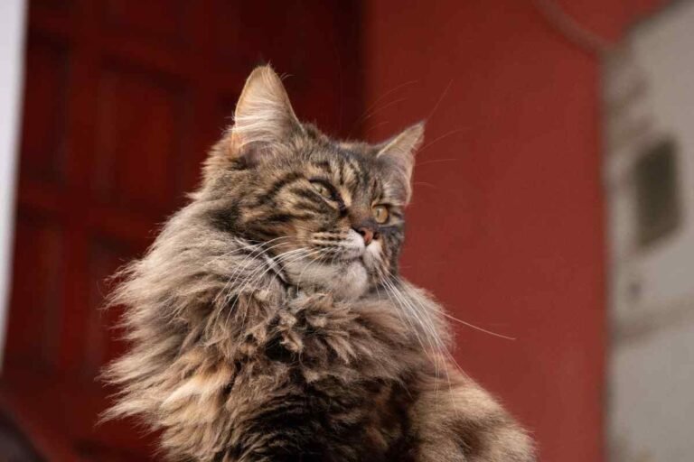 Maine Coon Allergies: What You Need to Know