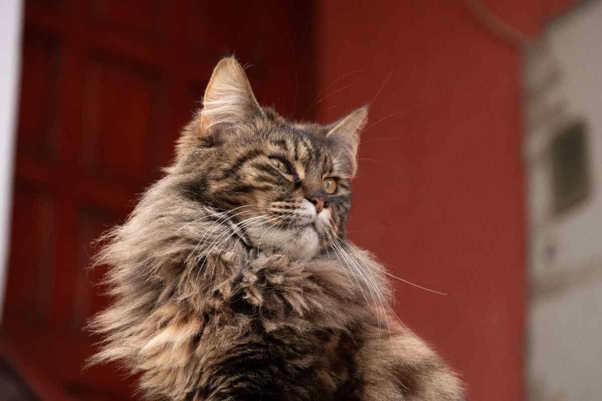 Maine Coon Allergies: What You Need to Know