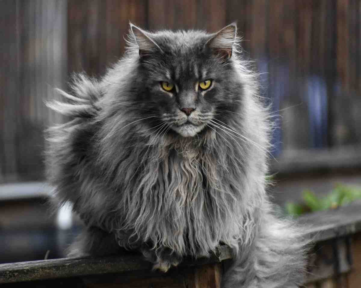 Maine Coon Growth: When Are They Fully Grown?