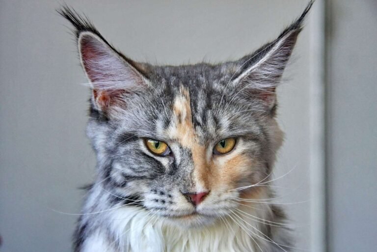 Maine Coon Litter Size: What Breeders Should Know