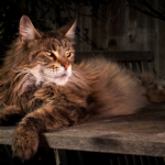 Maine Coon Temperament: Personality, Behavior & Traits
