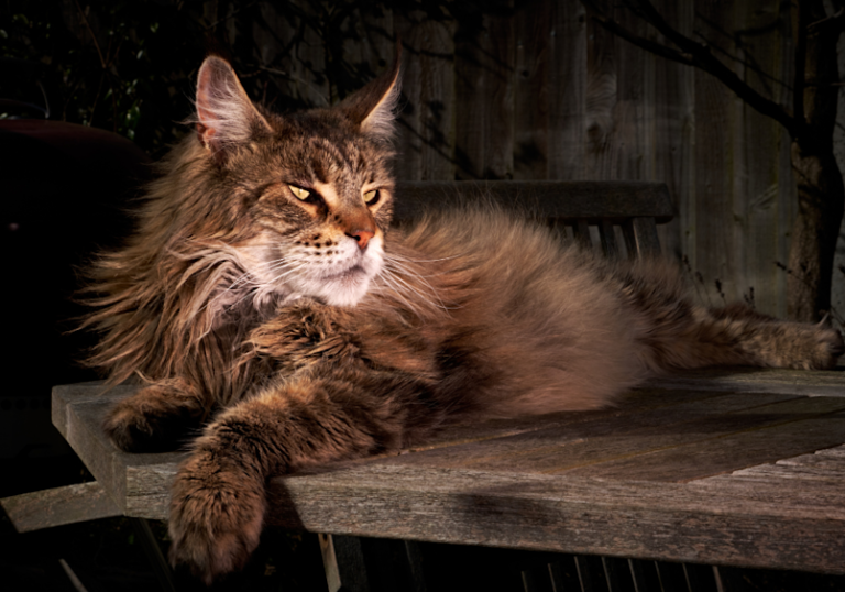 Maine Coon Temperament: Personality, Behavior & Traits