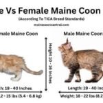 Maine Coon Weight by Age: Complete Growth Chart