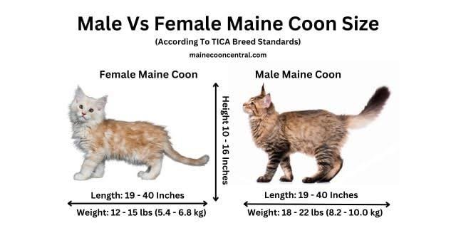 Maine Coon Weight by Age: Complete Growth Chart