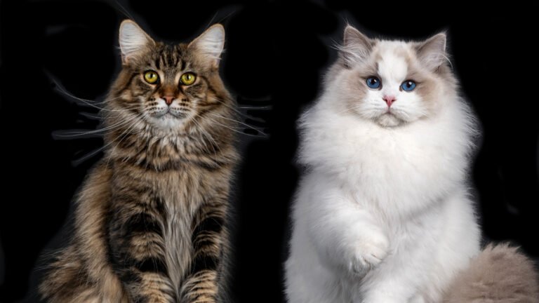 Maine Coon vs Ragdoll