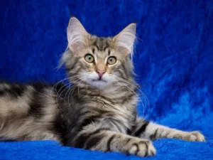 Norwegian Forest Cat Maine Coon Mix: Size & Personality