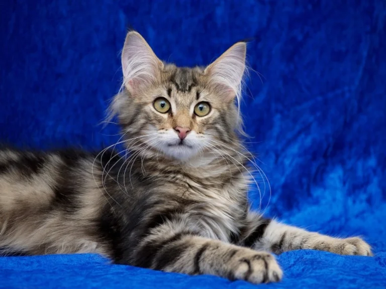 Norwegian Forest Cat Maine Coon Mix: Size & Personality