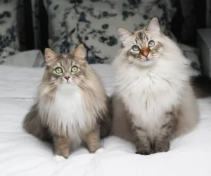 Siberian or Maine Coon