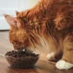 Best Cat Food for Maine Coon Cats & Kittens
