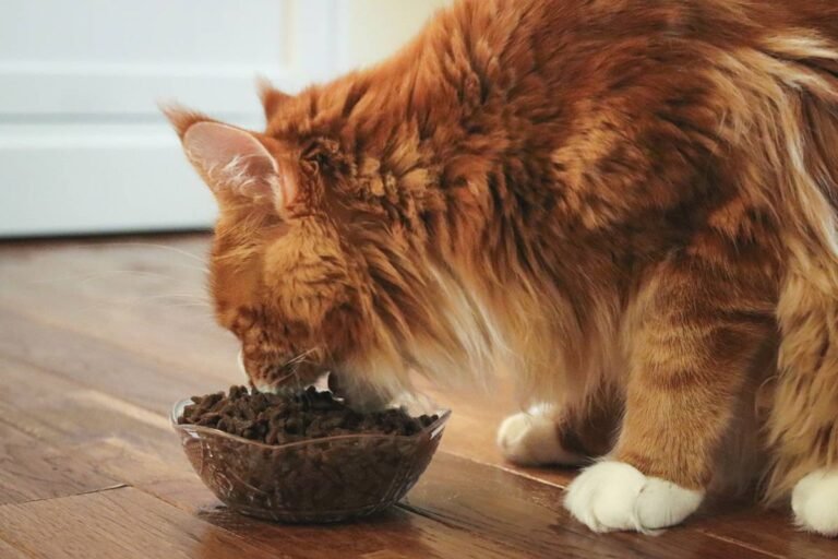Best Cat Food for Maine Coon Cats & Kittens