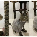 Maine Coon Lion Cut: Grooming, Shedding & Care