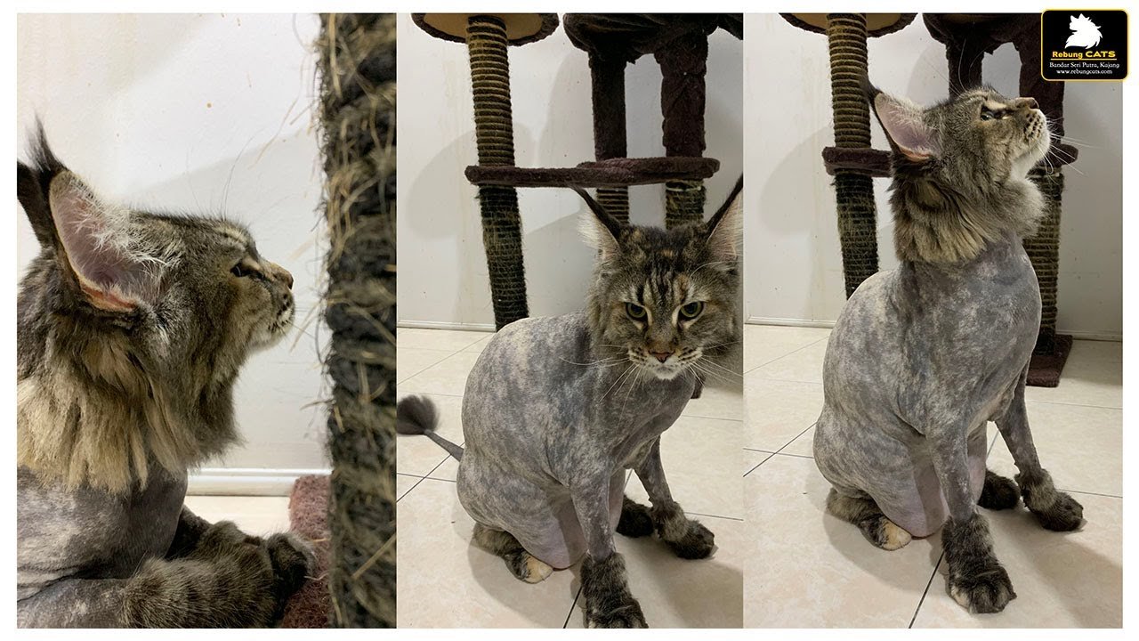 Maine Coon Lion Cut: Grooming, Shedding & Care