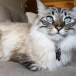 Maine Coon Siamese Mix