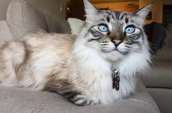 Maine Coon Siamese Mix