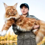 What Does a Maine Coon Cat Look Like?