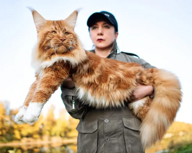 What Does a Maine Coon Cat Look Like?