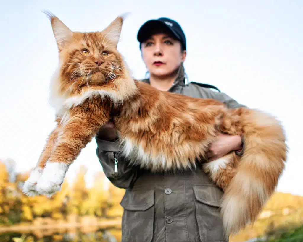 What Does a Maine Coon Cat Look Like?