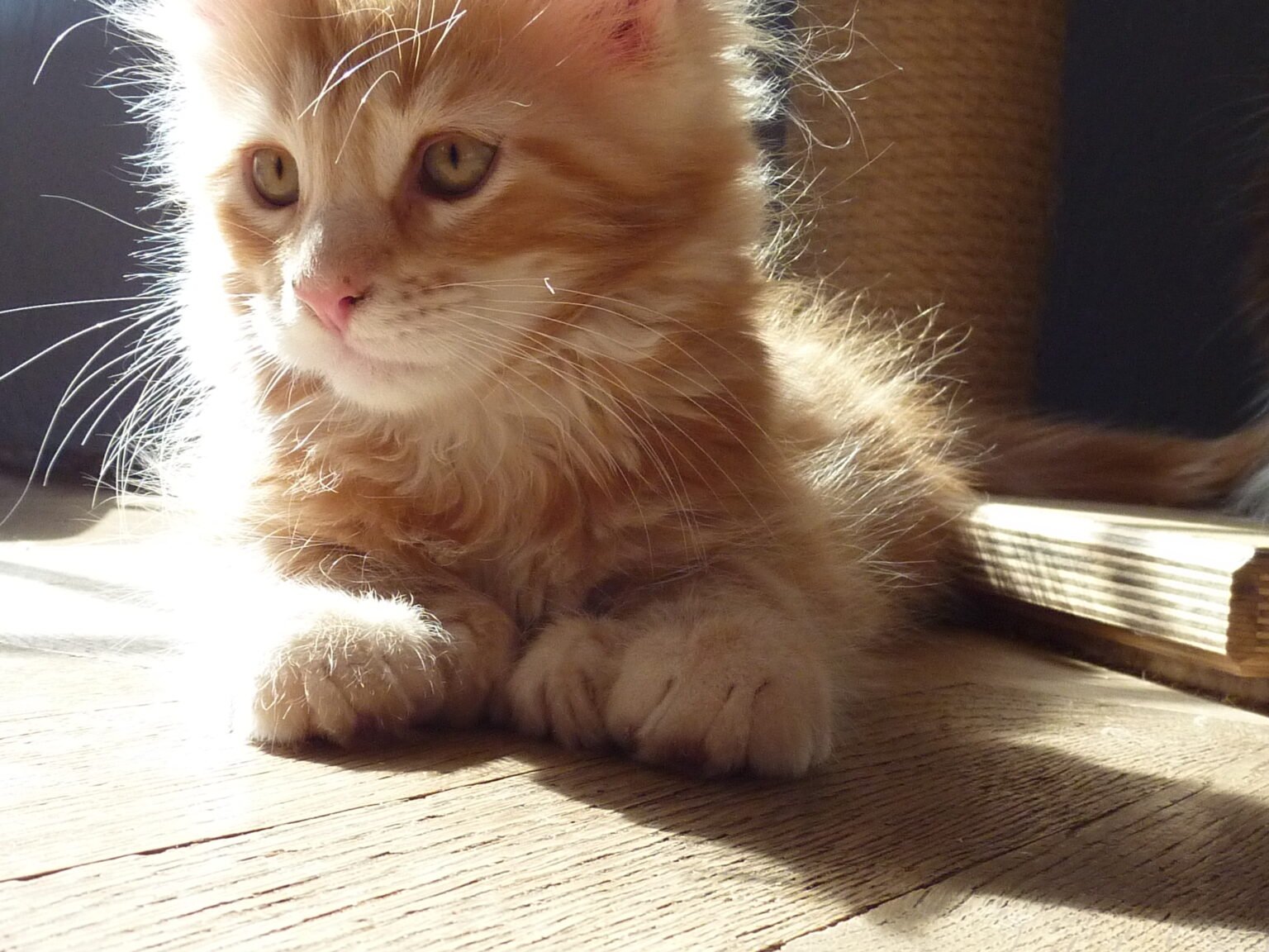 Polydactyl Maine Coon: Extra Toes, Genes and Care