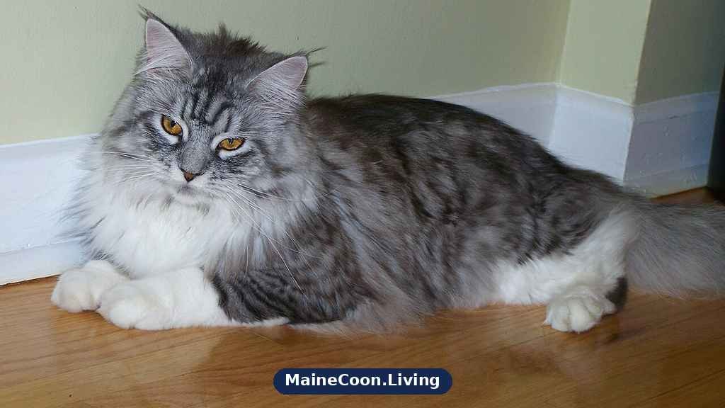 Maine Coon cat relaxing at home