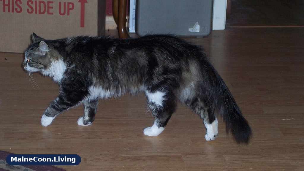 Young Maine Coon cat walking across a room at home