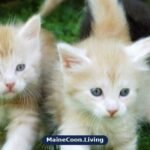 Three Maine Coon kittens walking in grass, two pale red kittens in front and a black and white kitten behind them