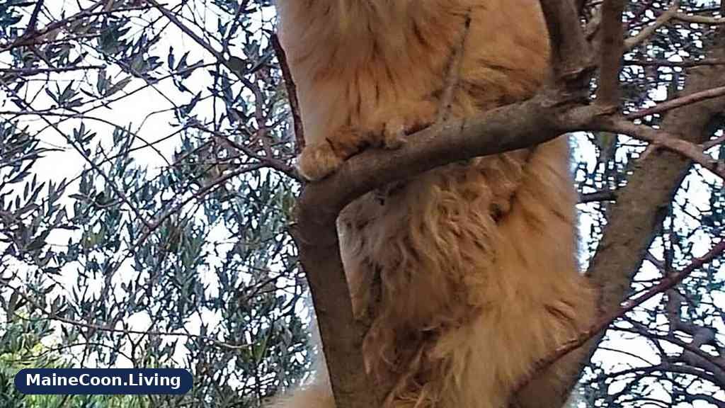 Red Maine Coon perched in the branches of a tree outdoors, its long tail hanging down