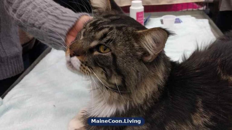 Maine Coon resting with its head raised